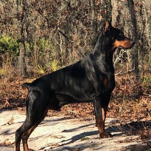 Meet your Posher, Salrachel